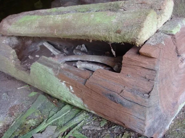 in log coffins first glimpses of a mysterious asian people