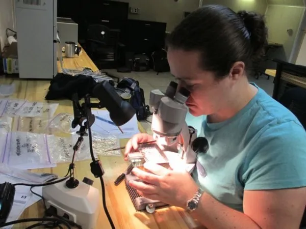 Microscopic examination of sediments