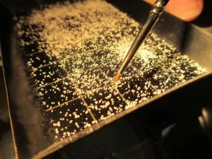 Sorting foraminifera shells