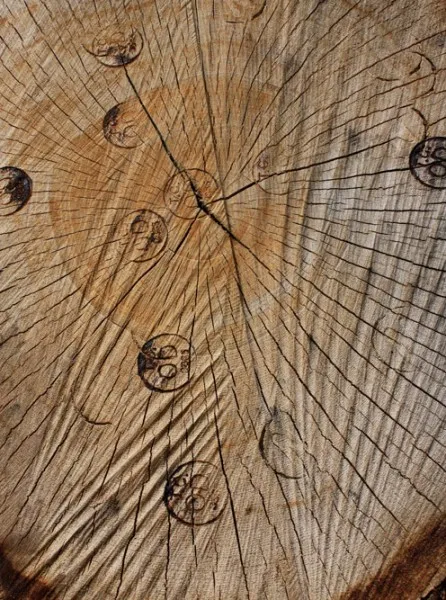 QuercusLogCross section 446x600.jpg