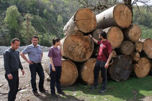 SpruceFirLogsJengisNesibeDario 600x400.jpg