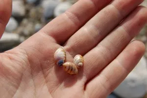 Pigmented shells. Credit: Ale Borunda.