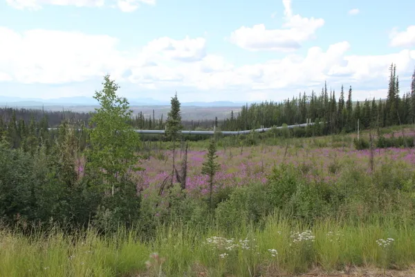 Lupines and The Pipeline