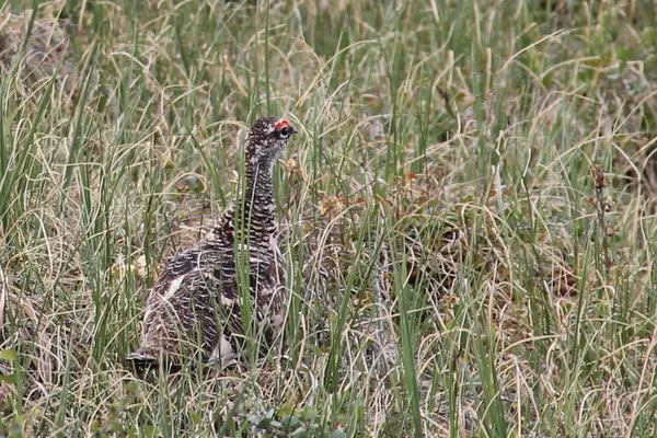 Ptarmigan
