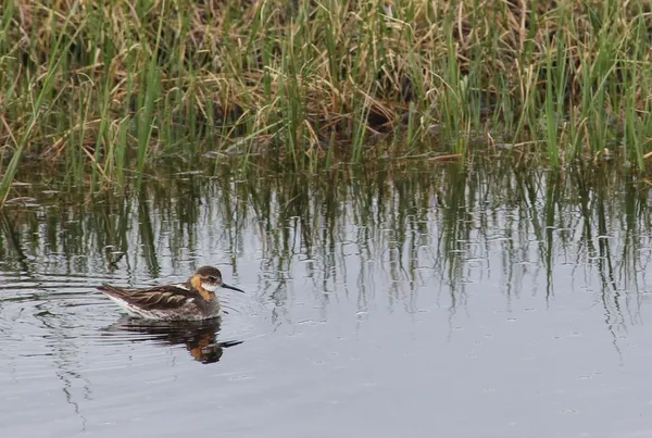 Phalarope