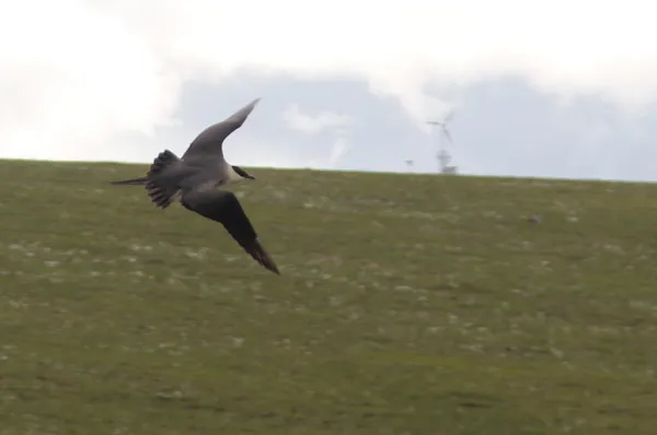 Long-Tailed Jaeger