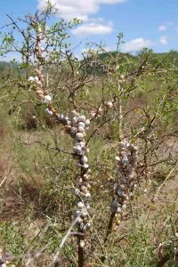 Snail-covered trees.