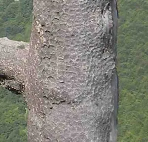 Bark of the pini loricati resembles Roman armor. Credit: Meg Reitz.