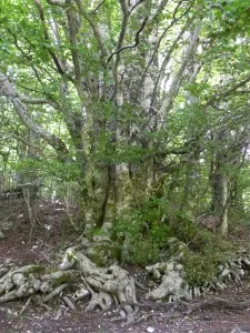 Fagi trees. Credit: Meg Reitz.