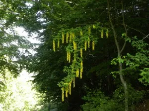 The Maggiociondolo blooms with yellow flowers. Credit: Meg Reitz.