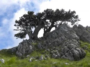 Pini loricati trees. Credit: Meg Reitz.