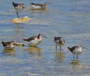 Mono Lake, Wilson's phalaropes