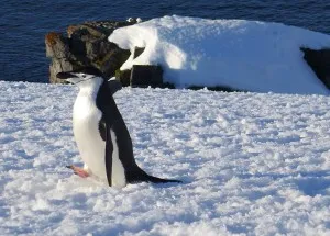Chinstrap Penguin covered Half Moon Island (Photo M. Turrin). 