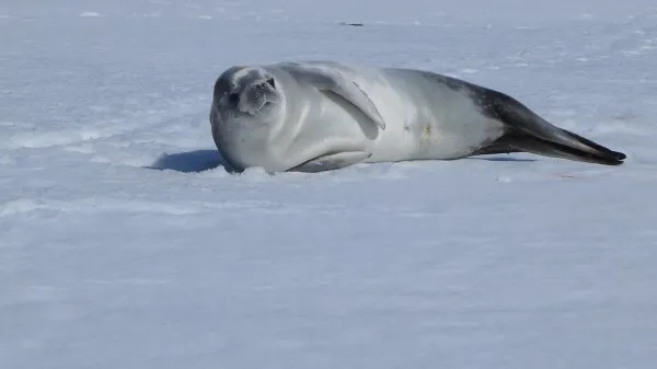 Crabeater seal, elephant seal and Weddell seal were all sunning on the ice at Greenwich Island (Photo M. Turrin)