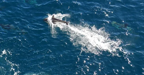 Pods of Dusky Dolphin accompanied the ship as it returned to Tierra del Fuego from Drake's Passage (Photo M. Turrin)