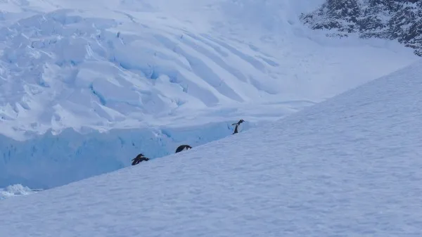 Gentoo Penguin climb the steep edges of West Antarctica at Neko Harbour (Photo M. Turrin) 
