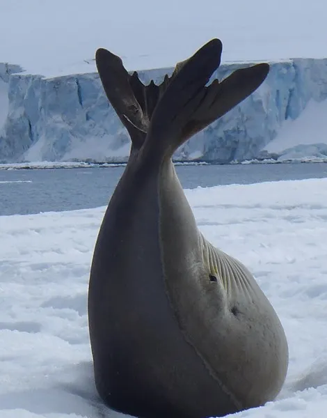 Elephant seal sunning on Greenwich Island (Photo M. Turrin)
