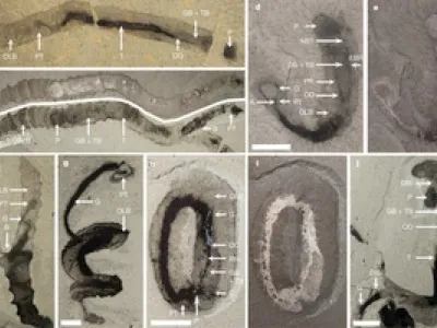 Image:  Caron et al., Nature 2013