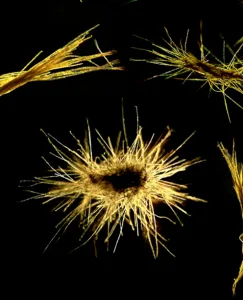 talking ocean bacteria