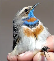 tundra bird.jpg