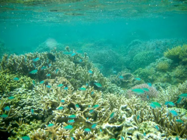 dissolving the future of coral reefs