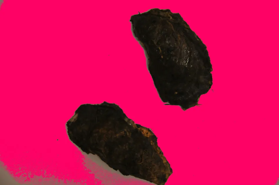 oysters 960 pink