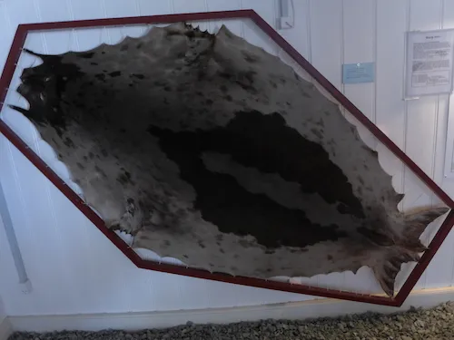Greenlandic (harp) seal skin with the horseshoe shape on its back. (Photo M. Turrin) 