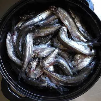 Amasat a small fish that arrived recently in northwest Greenland. (Photo M. Turrin)
