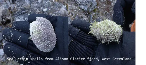 We found shells of sea urchins, mussels and Greenlandic scallops along the northern flank of Alison fjord. Dropped by the sea birds they seemed out of place against the ice scraped rock. (Photo M. Turrin)