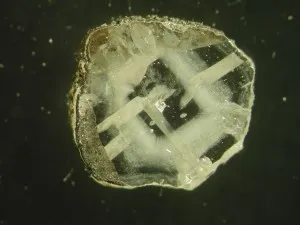 The diamonds most useful to geochemists are the least commercially valuable, containing chemical impurities. This one, from northern Canada, contains inclusions of coesite (a form of quartz) and tiny bubbles of fluid. The rough outer coating probably also contains items of interest. (Courtesy Yaakov Weiss)