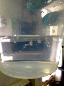 Colonies of Trichodesmium (also known as"puffs") collected from the South Pacific