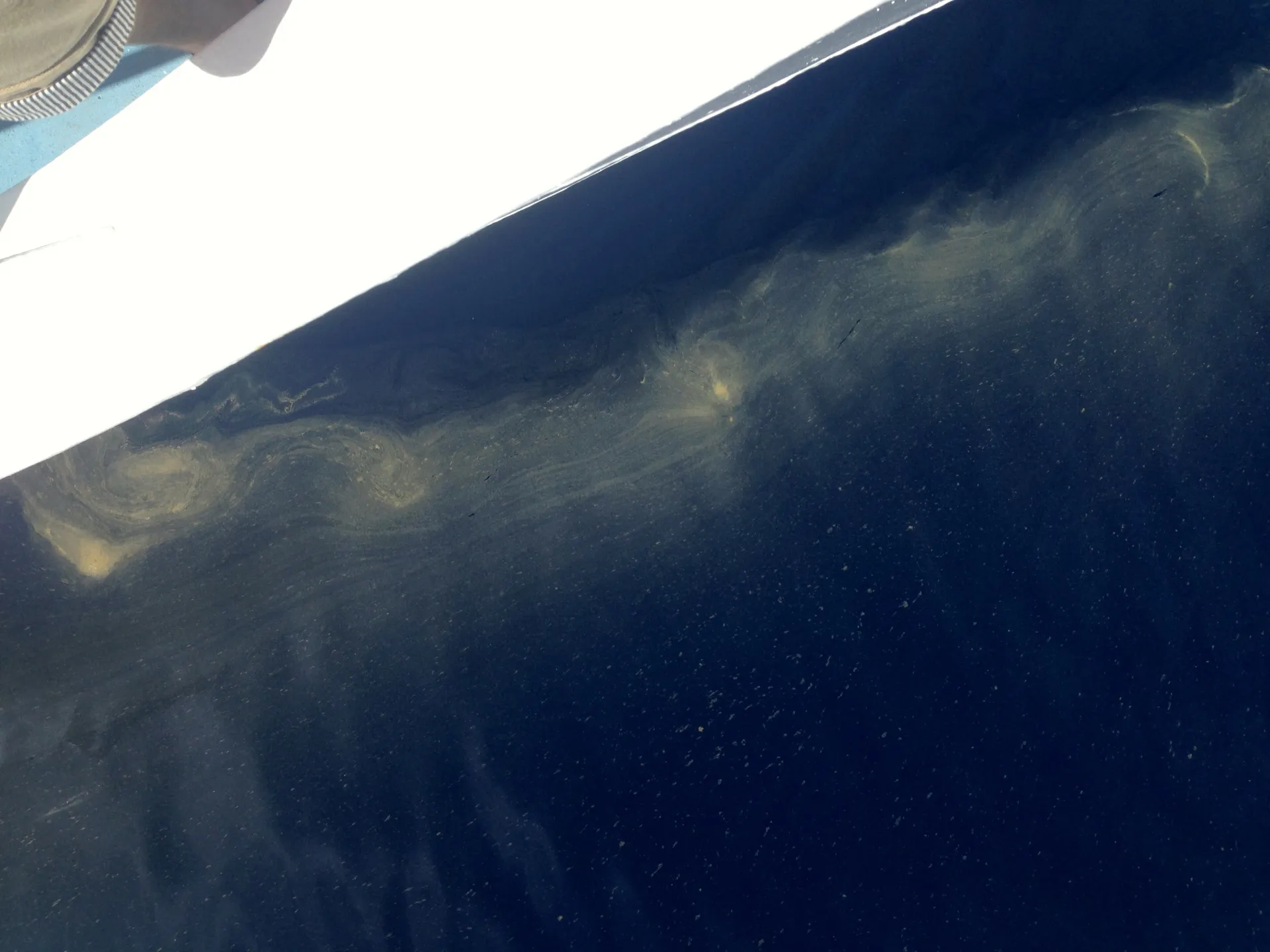 a swirling stew of trichodesmium