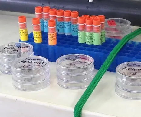 navigating the south pacific using dna
