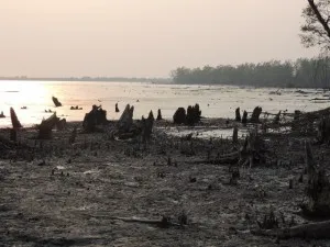 Remains of trees destroyed by Cyclone Sidr along the coast at Kotka
