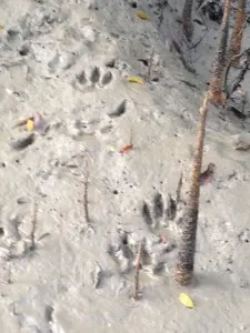 Tiger pugmarks (footprints) in the tidal channel.  Our guide estimated 5-6 hours old.