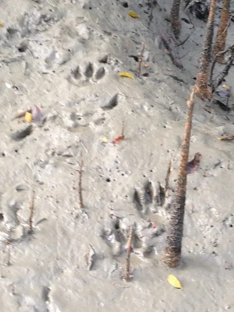 tiger footprints and dhaka