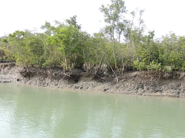 indian sundarban