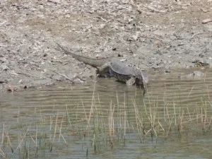 A monitor lizard