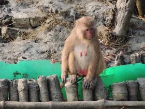 A monkey hangs out near the forest station where we picked up our guide.
