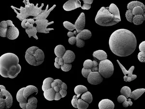 Ford and colleagues are able to use fossils of Foraminifera like these as recorders of ancient ocean temperature.  Source: Southampton University