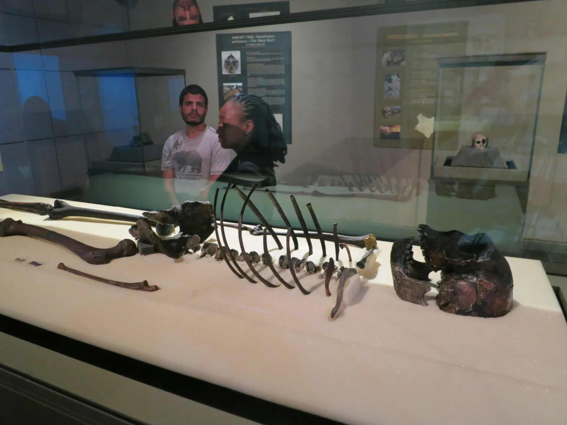 At Kenya's National Museum, visitors come from all over the world to visit the 1.6 million-year-old skeleton of Turkana Boy, the most complete known set of early human remains.