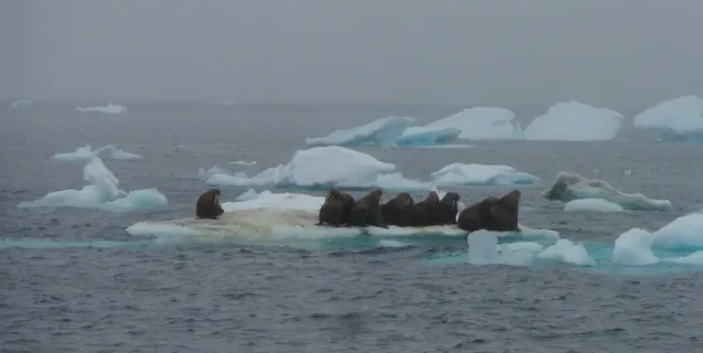 Walrus
