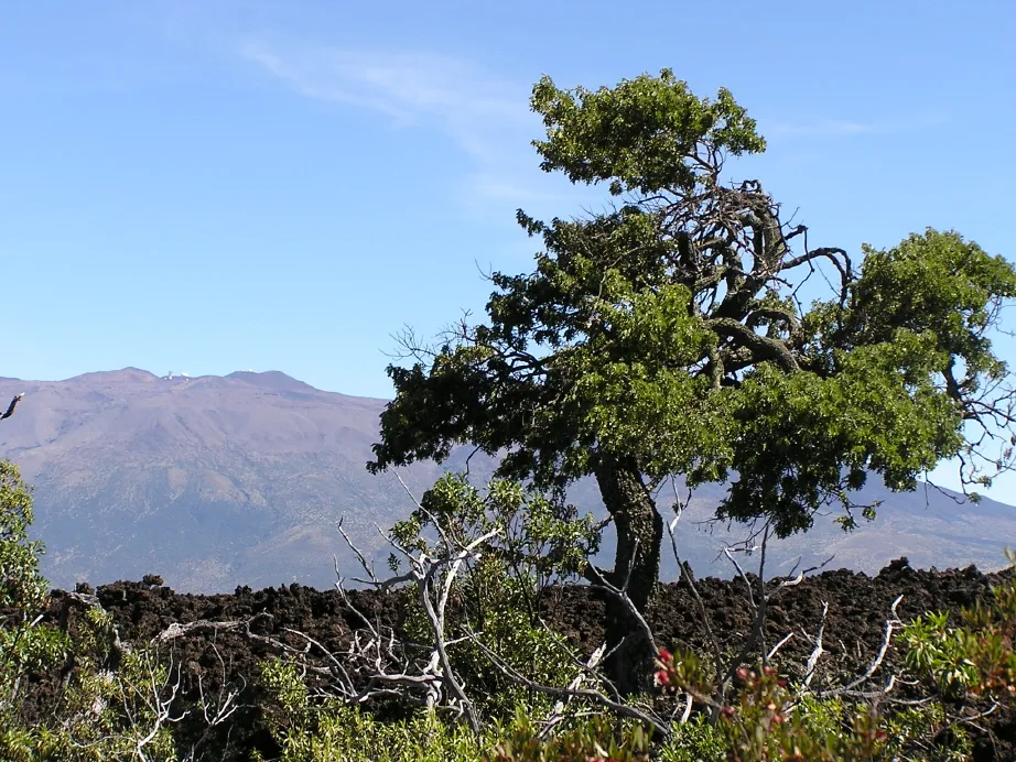 tree rings on hawaii could hold secrets about el nino