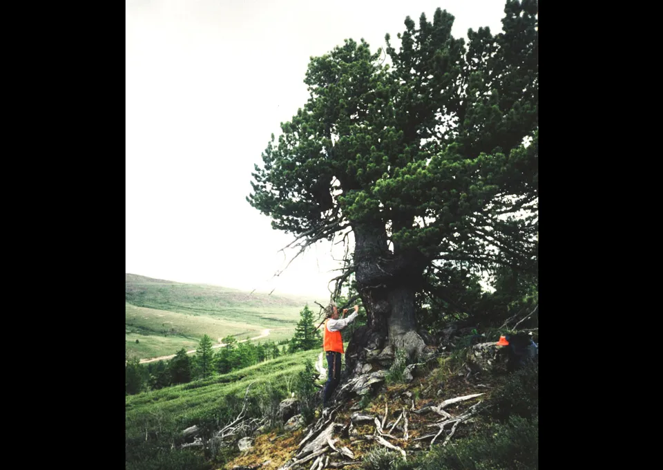 Tree One in Mongolia