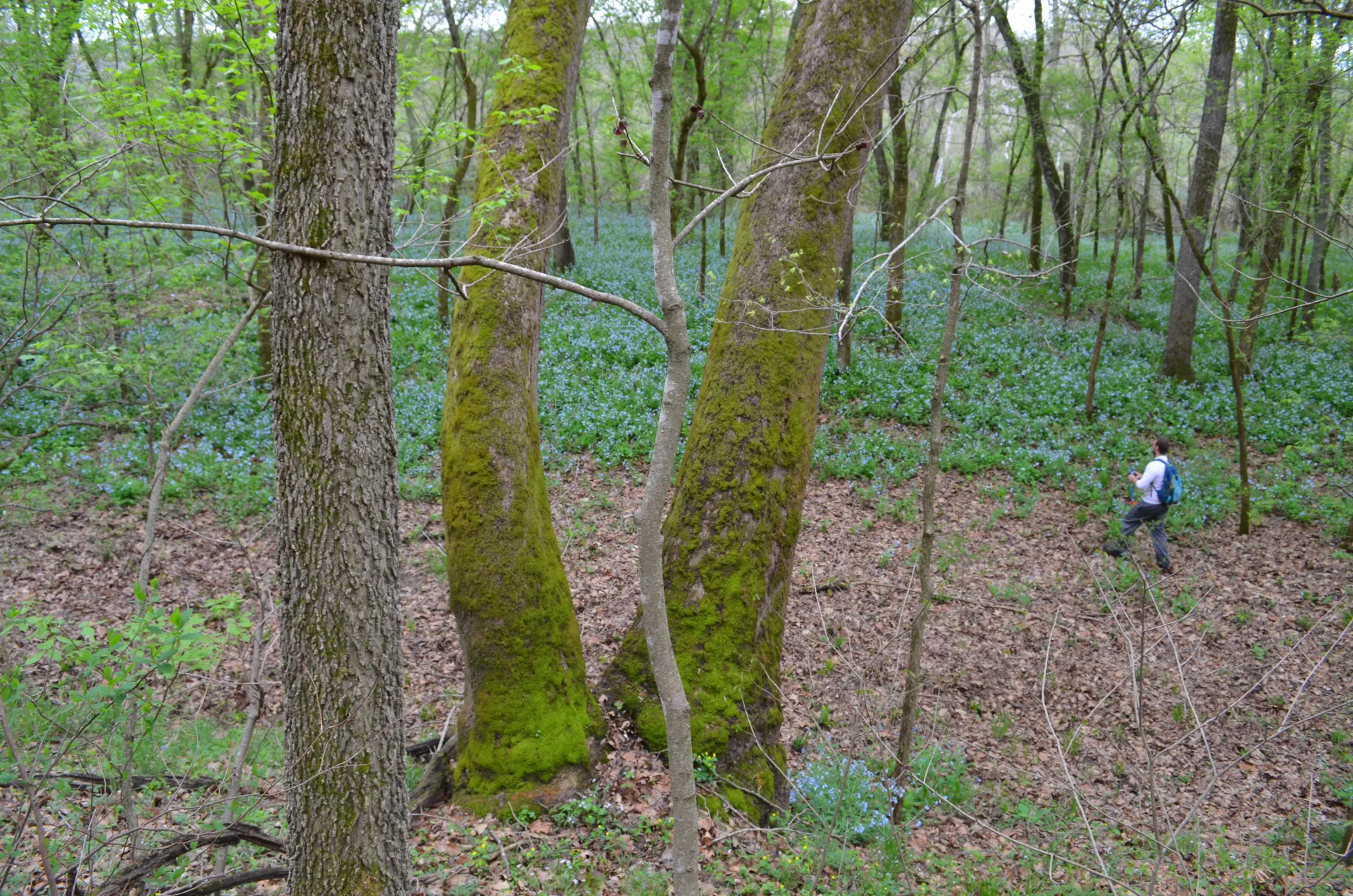 Researchers at Columbia University's Lamont-Doherty Earth Observatory are studying how forests in the south-central United States may react to changing climate. Here, a creek floodplain in the mountains of southern Missouri. (All photos: Kevin Krajic