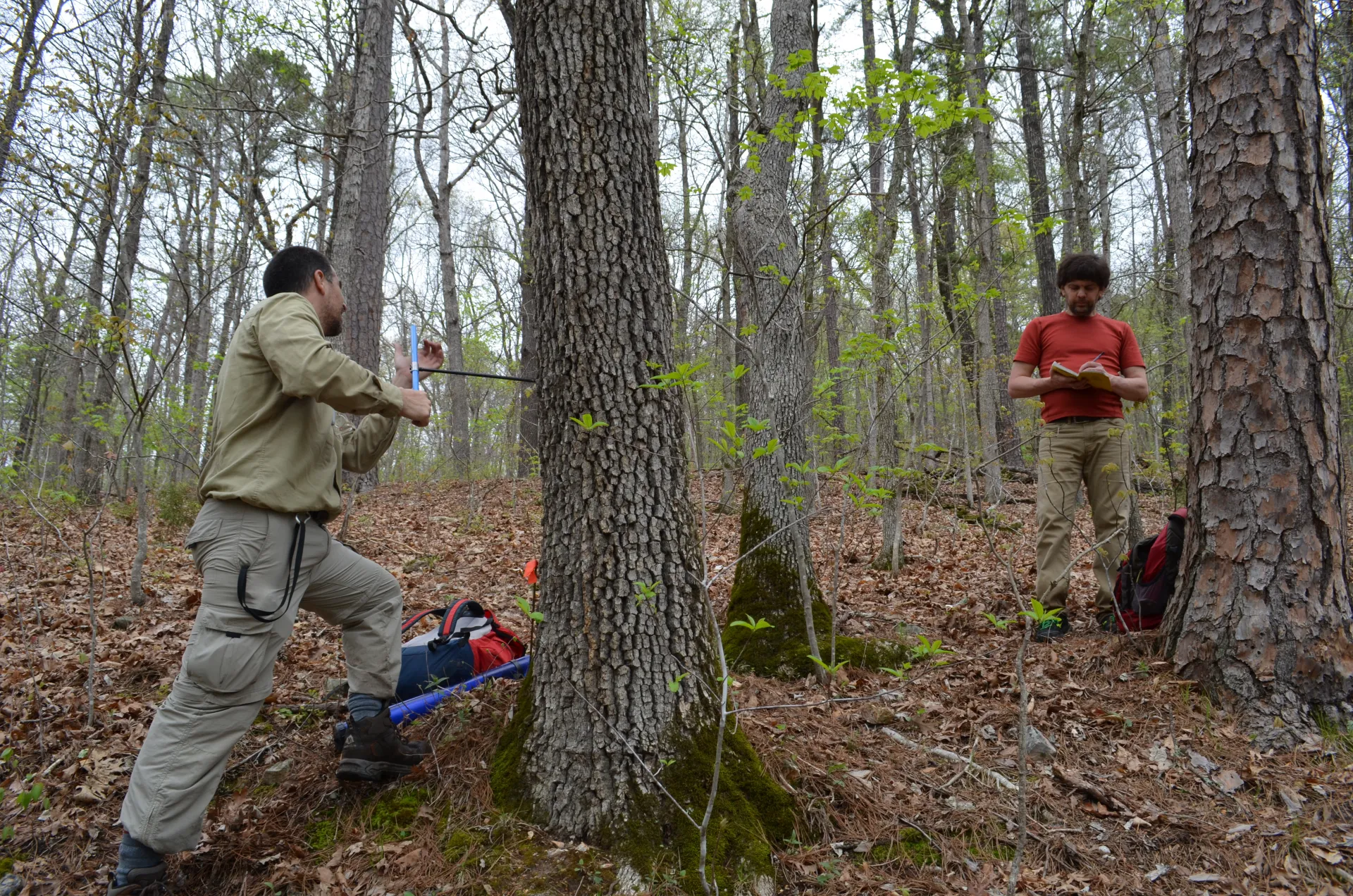 Technician Javier Martin Fernandez drills into a tree in order to sample a cross-section of its rings. Tree-ring scientists Neil Pederson, a Lamont adjunct based at Harvard Forest, notes position, surrounding trees and other data. 