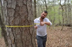 Trees like this big shortleaf pine grow straight and fast, and are mainstays of the timber industry. How they might do in a warmer climate is an open question. 