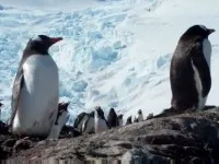Penguins3 200x150.jpg