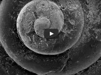 Shell Video 200x150.jpg