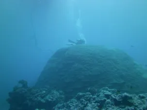 Diving on a coral reef. Photo courtesy of Brad Linsley